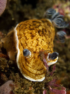 Aphelodoris varia, Bare Island by Doug Anderson 